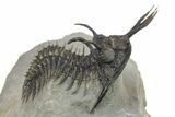 Short Trident Walliserops Trilobite - Timrzit, Morocco #275309-2